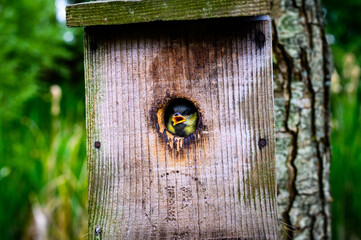 Bird peaking from birdhouse