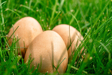 Three guinea-fowl eggs in the green grass. Products of natural origin.