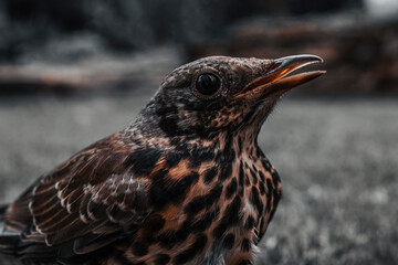 Young thrush bird out of town. Open beak thrush. Wild nature. Macro.