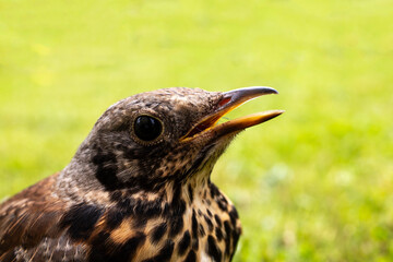 Young thrush bird out of town on green grass. Open beak thrush.