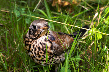 Young thrush bird out of town on green grass. Open beak thrush. Wild nature.