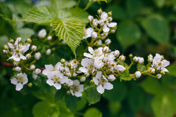 Banch of blackberry with white blossoms. Spring garden.