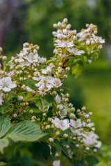 Banch of blackberry with white blossoms. Spring garden.