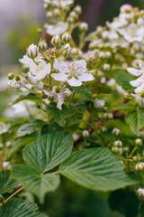 Banch of blackberry with white blossoms. Spring garden.