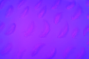 Purple background with purple feathers. Trendy is design. Glowing neon. Copy space.