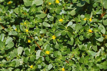 common purslane also called pursley, verdolaga, red root or pigweed Latin portulaca oleracea an edible plant rich in omega 3 can be used in salads or eaten like spinach flowering in summer in Italy
