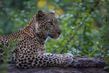 Fototapeta na wymiar Leopard in a Tree
