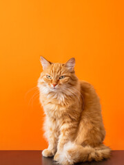 Cute ginger cat on bright orange background. Portrait of proud fluffy pet. Furry domestic cat.