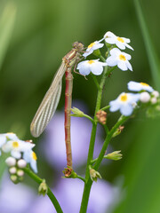 Newly Emerged Large Red Damselfly