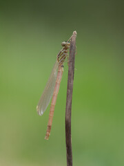Newly Emerged Large Red Damselfly