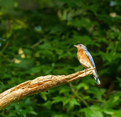 Eastern Bluebird Male Perched on a Branch.
