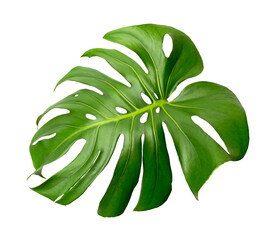 Fototapeta na wymiar Monstera deliciosa leaf or Swiss cheese plant, isolated on white background, with clipping path