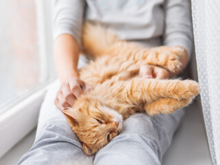 Cute ginger cat lying on woman's knees. Woman in grey pajama strokes fluffy pet. Cozy morning at home.