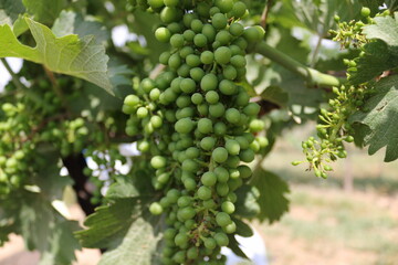 green grapes on vine