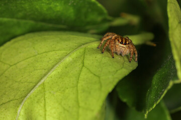 Close up macro jump spider on green leaf in nature at thailand