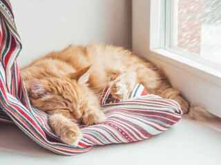 Cute ginger cat sleeps on window sill. Fluffy pet has a nap on colorful textile curtain. Domestic animal at cozy home. © Konstantin Aksenov