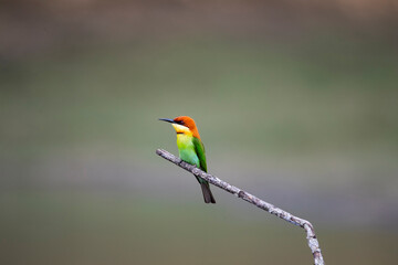 Chestnut - headed Bee - eater