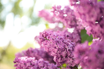 Closeup view of beautiful blossoming lilac shrub outdoors