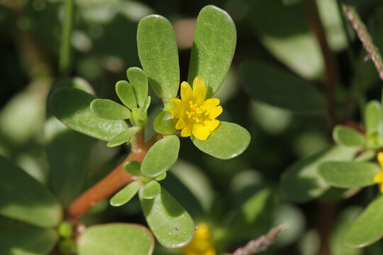 common purslane also called pursley, verdolaga, red root or pigweed Latin portulaca oleracea an edible plant rich in omega 3 can be used in salads or eaten like spinach flowering in summer in Italy