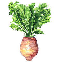 Whole purple daikon radish, fresh turnip, vegetable, bora king radish, isolated, hand drawn watercolor illustration on white background