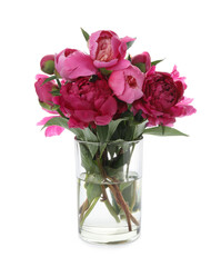 Beautiful peonies in vase isolated on white