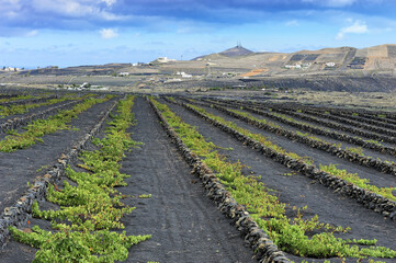 vineyards at La Geria Valley, Lanzarote Island, Canary Islands, Spain