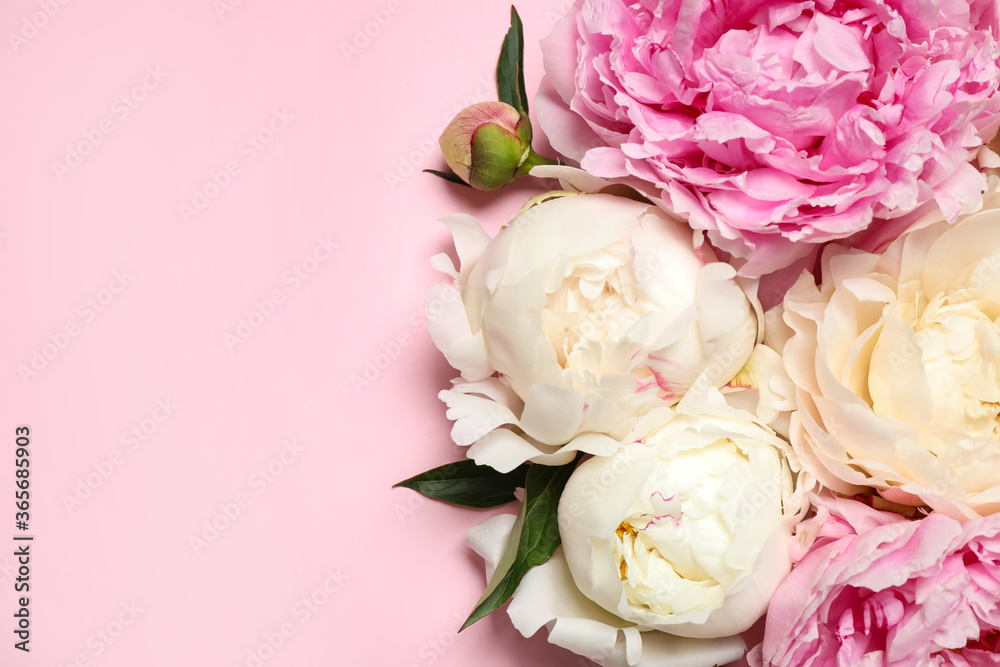 Canvas Prints Beautiful fresh peonies on pink background, flat lay. Space for text