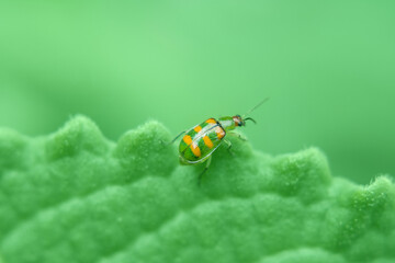 Joaninha verde com manchas amarelas sobre uma folha verde.