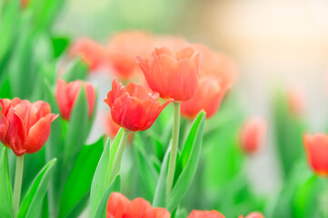 pink tulips in the garden