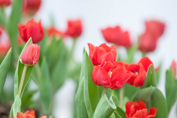 red tulips in garden