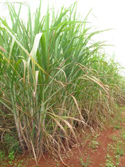 CANA-DE-AÇÚCAR