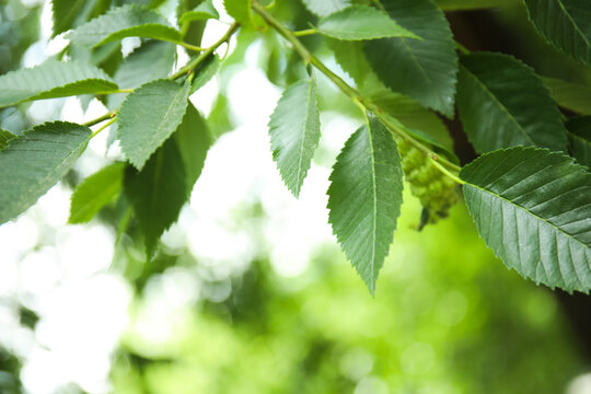Closeup view of elm tree with fresh young green leaves outdoors on spring day