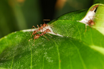 Close up macro red ant on green leaf on nature at thailand