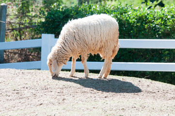 white sheep in the farm