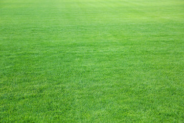 Pelouse verte avec de l& 39 herbe fraîche en arrière-plan
