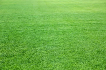 Photo sur Plexiglas Herbe Pelouse verte avec de l& 39 herbe fraîche en arrière-plan