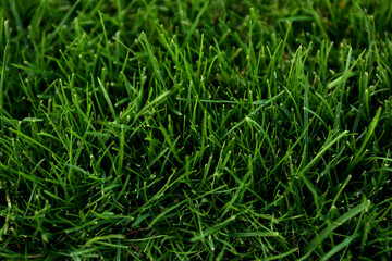 Green lawn with fresh grass as background