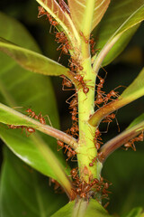 Obraz premium Close up group red ant on stick tree in nature at thailand