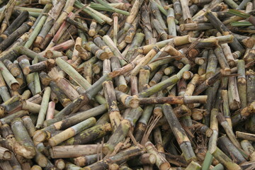 CANA-DE-AÇÚCAR