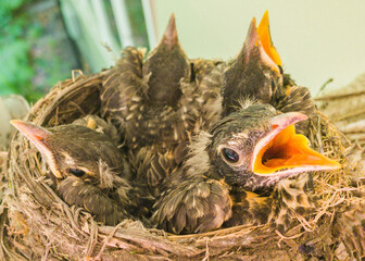 Four nine-day old baby robins are sitting inside their nest, waiting for food