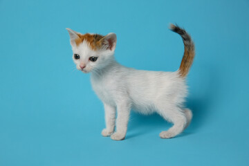 Cute little kitten on light blue background. Baby animal