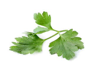 Aromatic fresh green parsley isolated on white