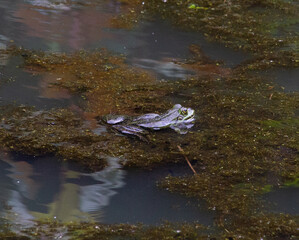 Frog resting in a pond IV