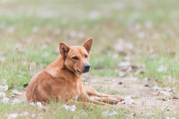portrait of a dog