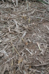 CANA-DE-A&Ccedil;&Uacute;CAR