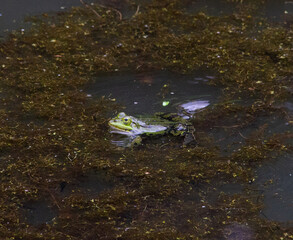 Frog resting in a pond II