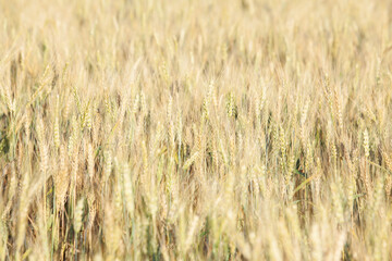 Sunlit wheat field ready for harvesting with selective focus