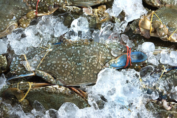 fresh crab on ice for sale