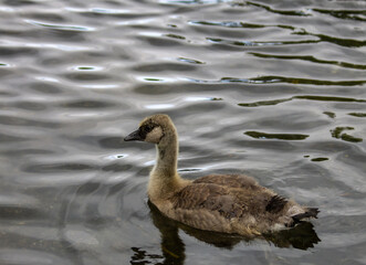 Canada goose gosling swimming in a pond