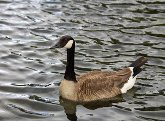 Canada goose swimming in a pond